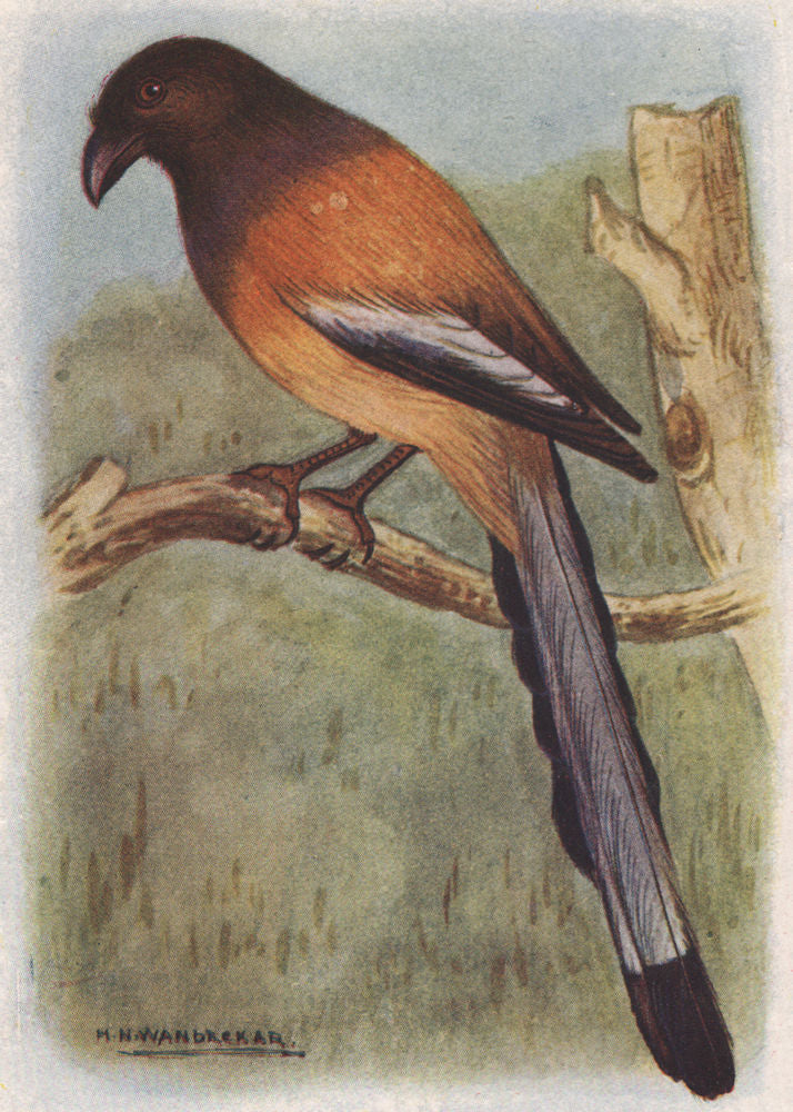 INDIAN BIRDS. The Tree-pie 1943 old vintage print picture